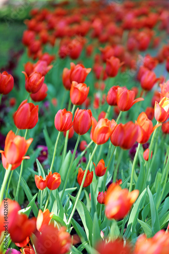 Spring beautiful flowers tulips