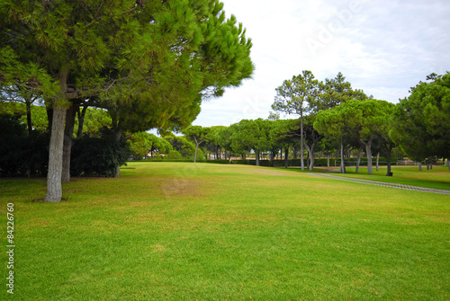 Fototapeta Naklejka Na Ścianę i Meble -  lawn and pine trees on a golf resort