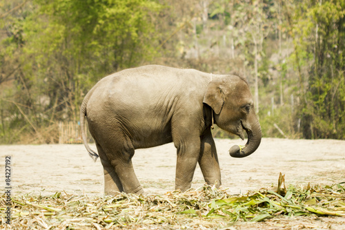 Baby elephant standing isolated nearby jungle  Thailand