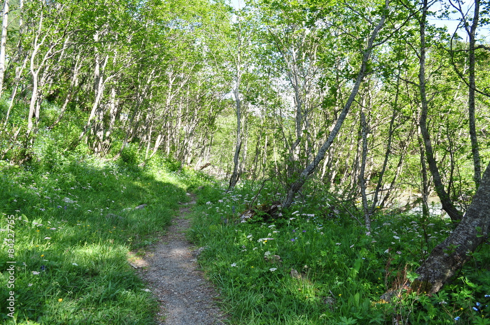 Obraz premium Waldweg