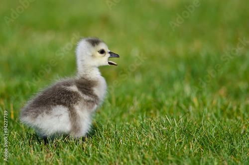Adorable Little Gosling Calling in the Green Grass