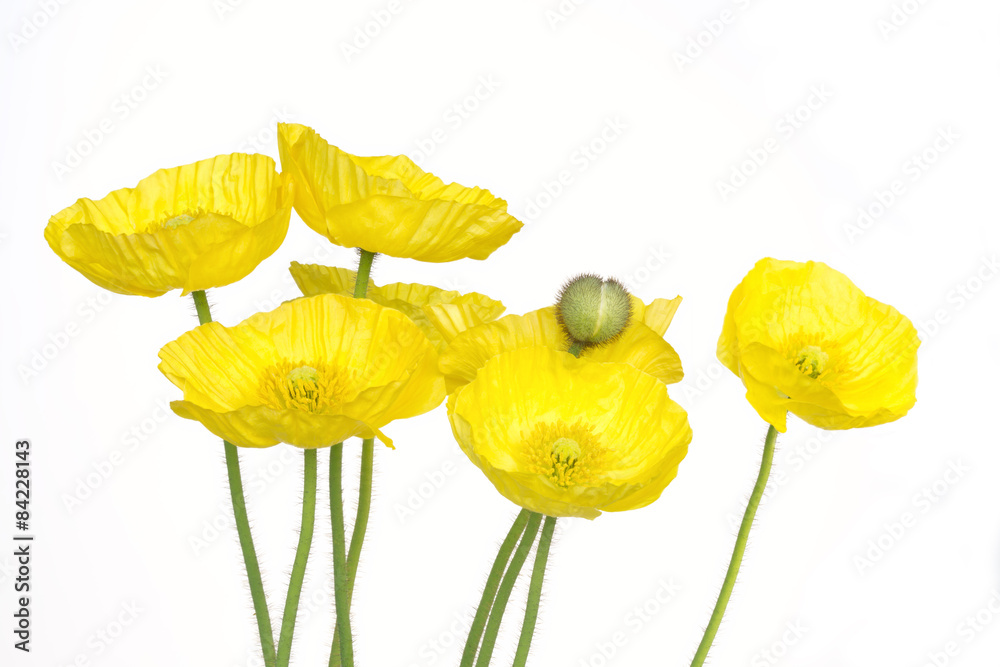 Naklejka premium Yellow poppies, isolated