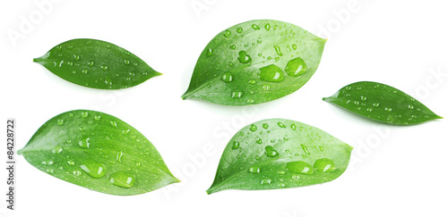 Beautiful green leave isolated on white