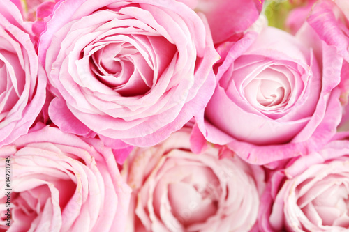 beautiful pink roses background  close up