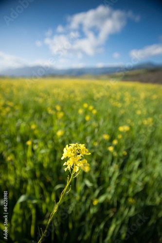 Mustard Stretches into the Distance