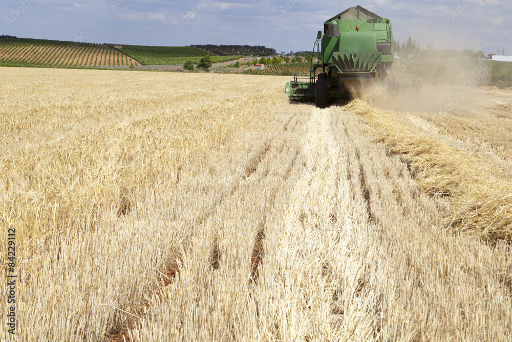 Fototapeta premium Harvesting barley