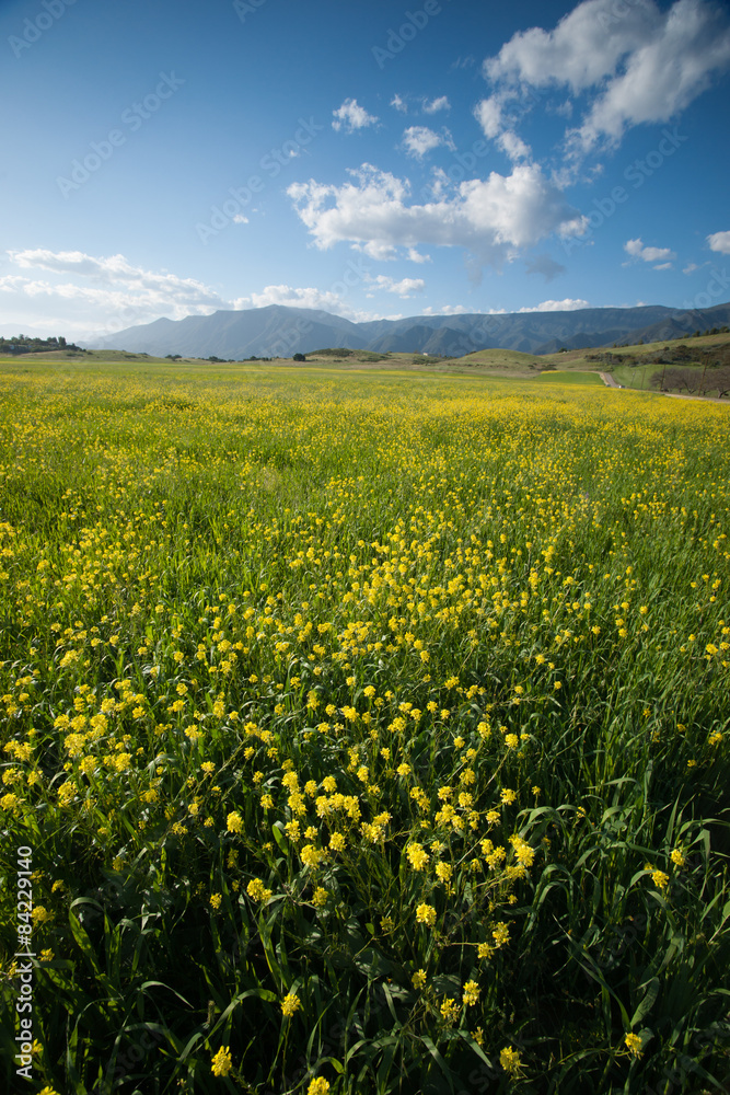 Vertical View of Mustard Field