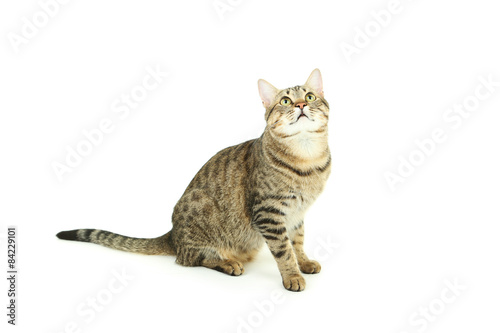 Beautiful cat isolated on white