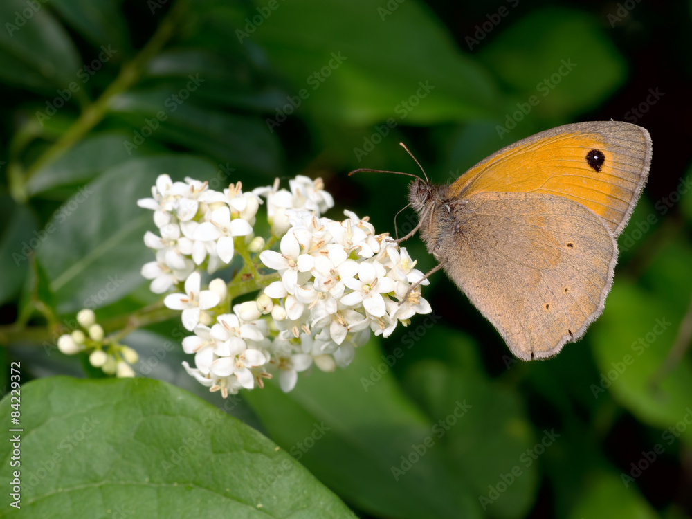 Obraz premium Maniola jurtina, Meadow brown butterfly feeding.