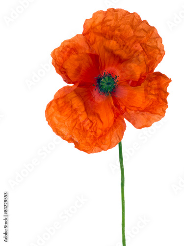 Fototapeta Naklejka Na Ścianę i Meble -  Brilliant red poppy isolated on white. Wild flower.