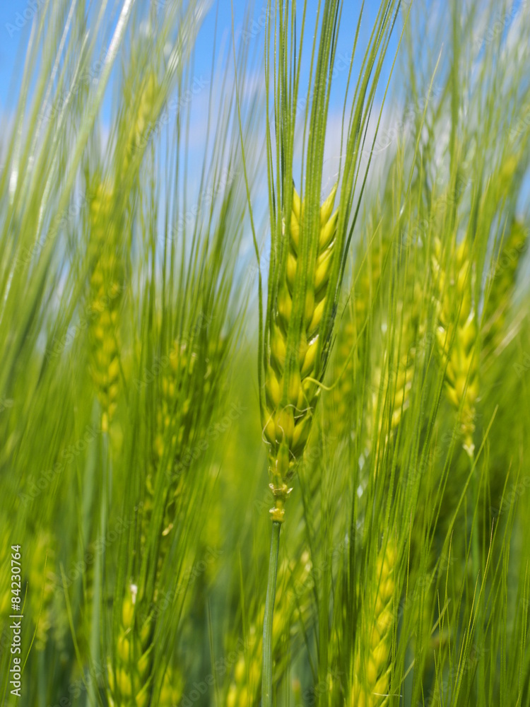 Getreide auf dem Feld 