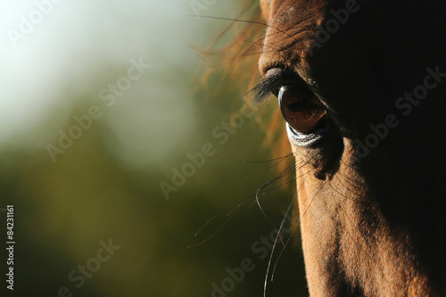 Pferdeauge © Nadine Haase