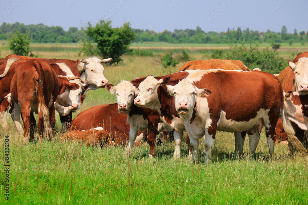 Cows grazing on pasture