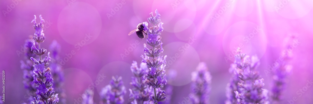 Bee on lavender - obrazy, fototapety, plakaty 