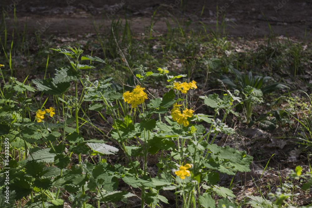 Obraz premium Plants in an unusual form.