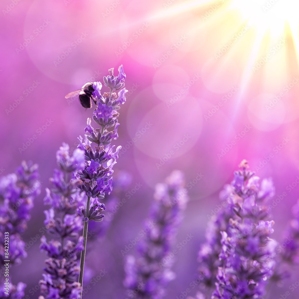 Bee on lavender - obrazy, fototapety, plakaty 
