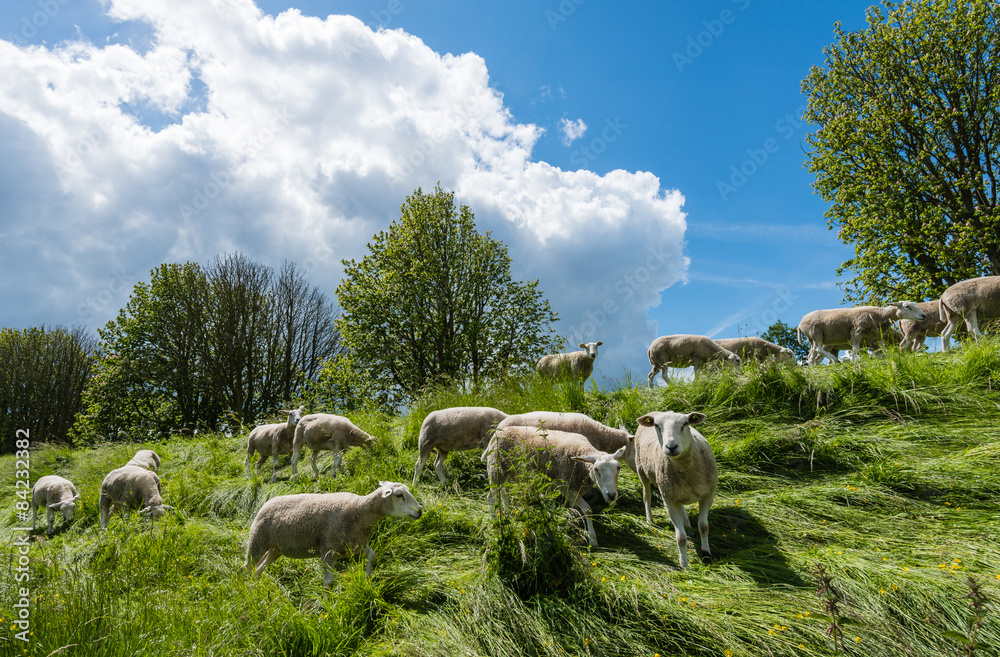 Fototapeta premium Curiously looking and grazing sheep