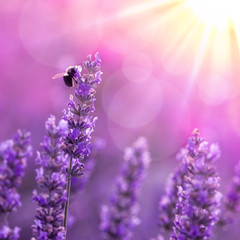 Bee on lavender