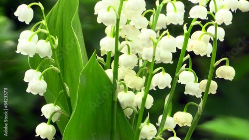 Flowers of Lily of the Valley