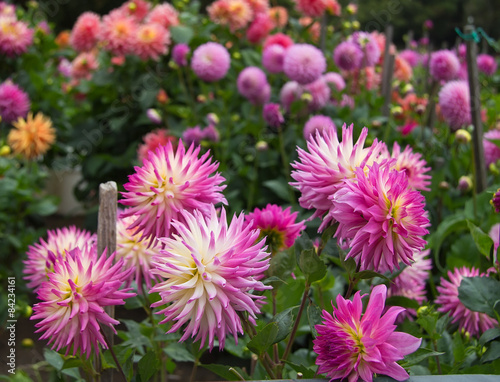 Dahlia garden