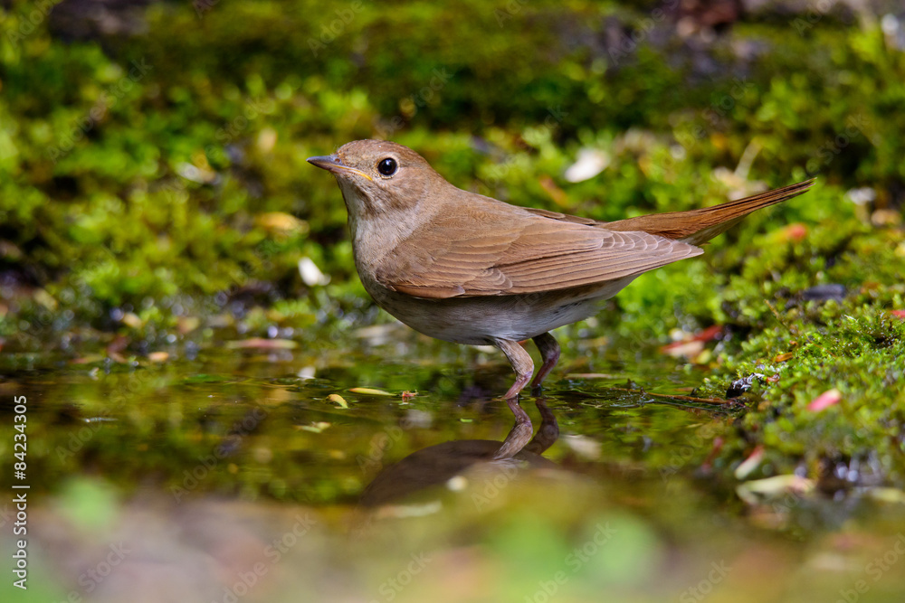 Nightingale Nightingale