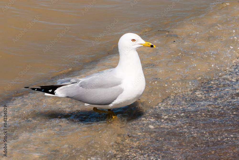 Seagull stepping from water onto beach. Seagull stepping from water onto beach.