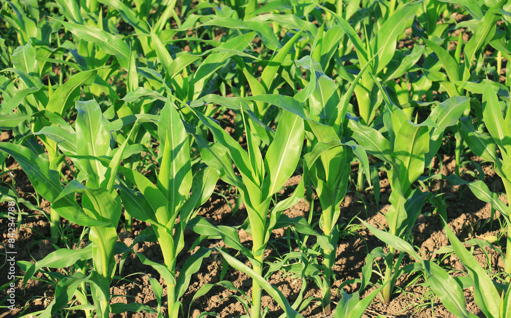 Corn Field Corn Field