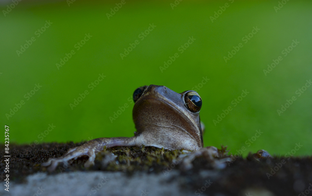 Obraz premium Frog