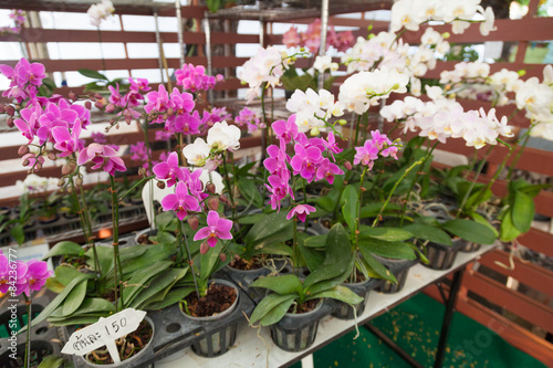 Fototapeta Naklejka Na Ścianę i Meble -  Orchids in pots