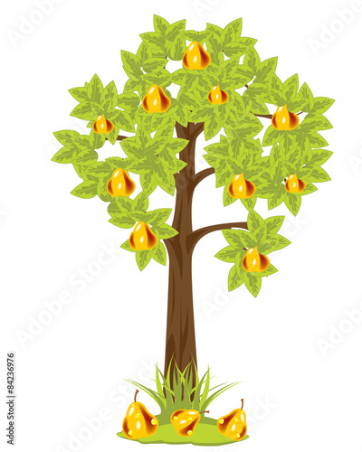 Tree with pear