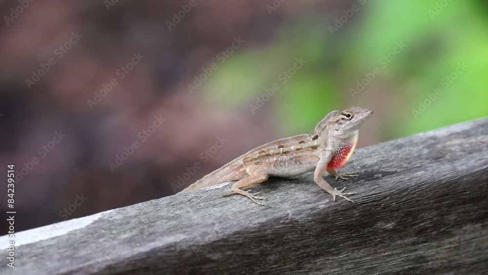 Bahamaanolis Norops sagrei Bahamaanolis Norops sagrei