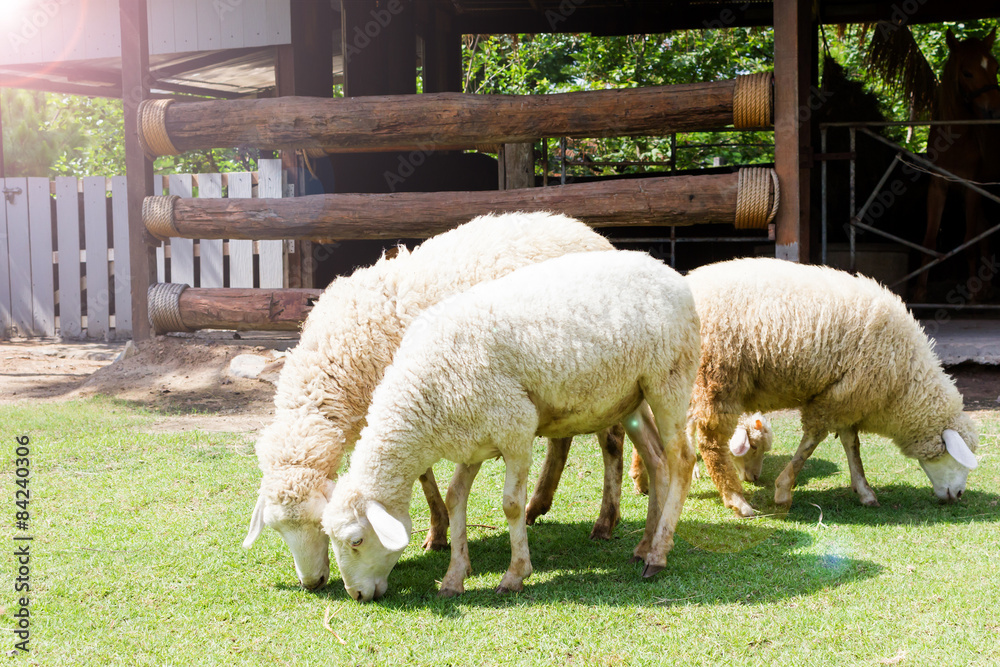 Fototapeta premium Kerry Hill sheep Eat grass in your fields