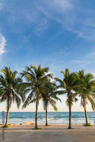 Coconut tree evening sea