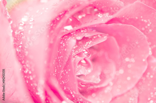 selective focus of close up rose flower with droplet