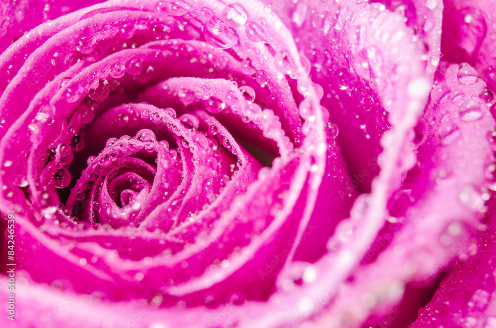 Macro of pink rose flower with water drops Macro of pink rose flower with water drops