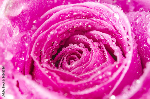 Macro of pink rose flower with water drops