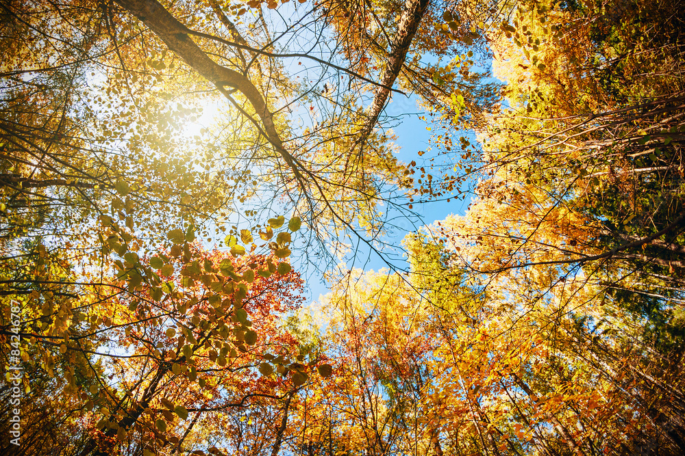 treetops in the autumn forest treetops in the autumn forest