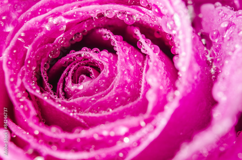 Macro of pink rose flower with water drops