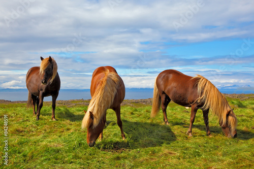 Fototapeta Naklejka Na Ścianę i Meble -  Charming horses