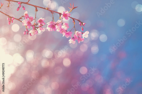 Pink Cherry blossom with soft focus and bokeh 