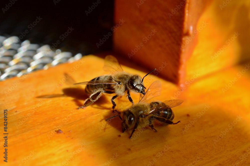 Fototapeta premium Bees comunication