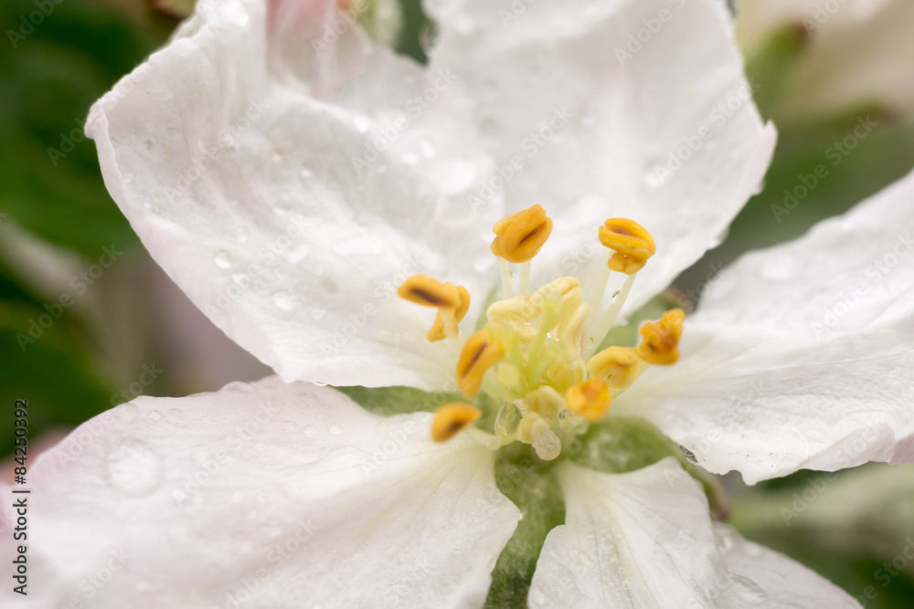 Obraz premium Apple Blossom