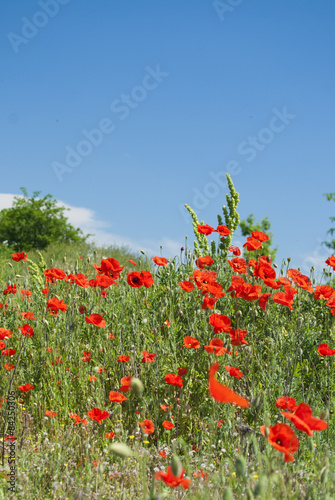 poppy field with bush and blue sky © irina_zorg
