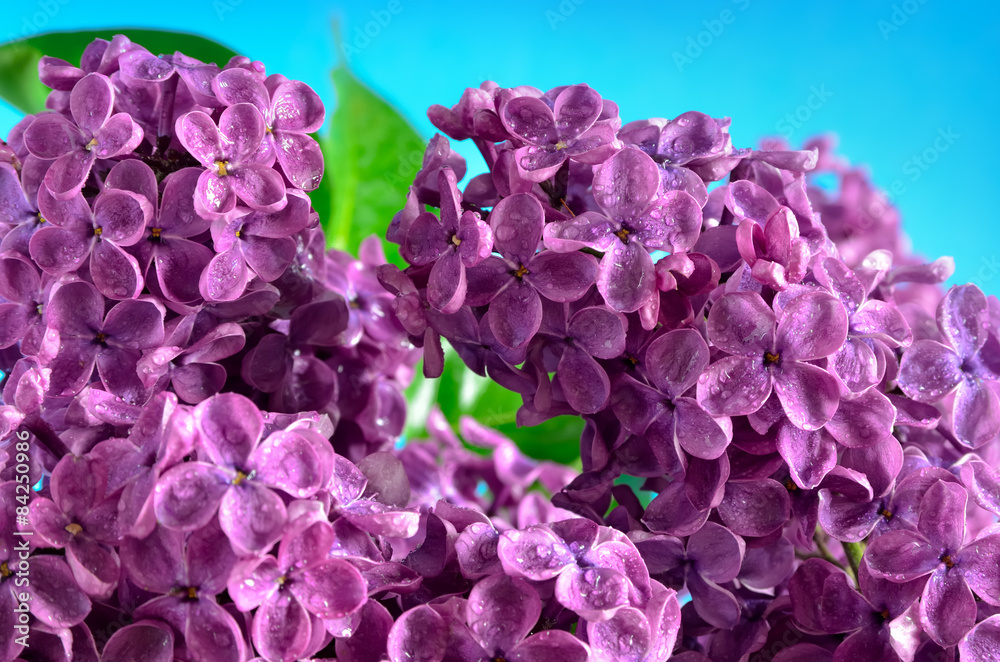 The branches of the young, blossoming lilac closeup