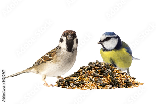 Tree sparrow and blue tit with bird seeds on white background
