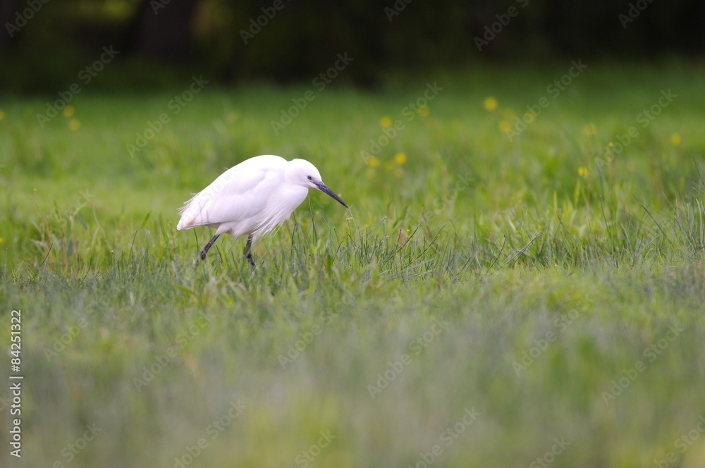 Fototapeta premium Aigrette garzette 3