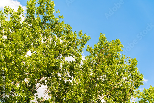 Tree With Fresh Green Leaves On Blue Sky With White Clouds