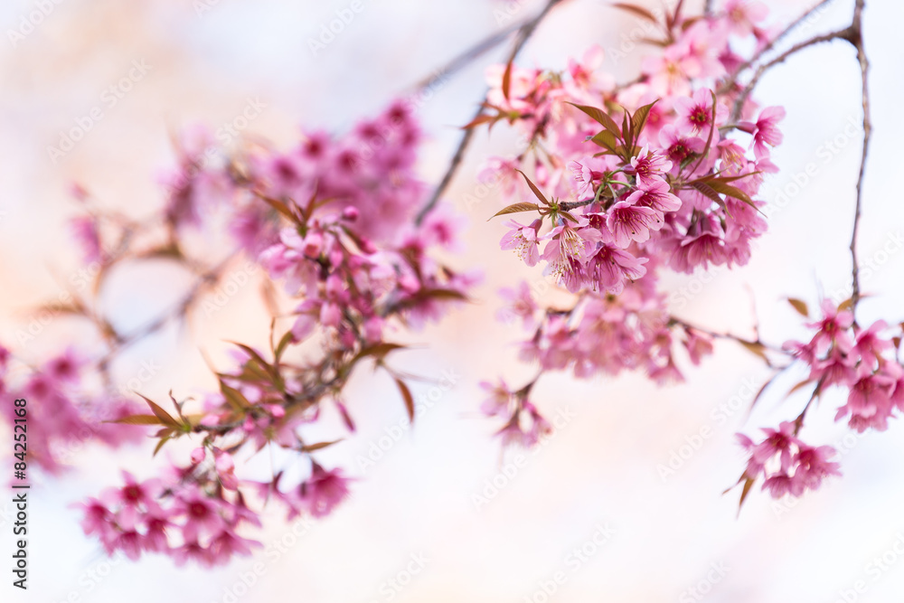 sakura blossom in thailand