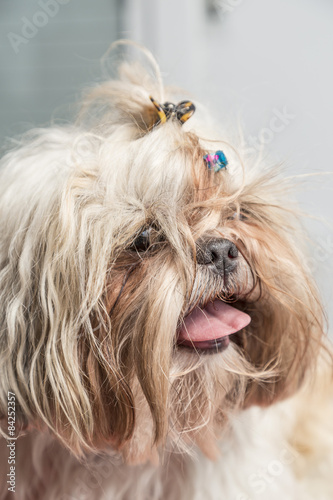 Funny portrait of a hairy shi tzu puppy