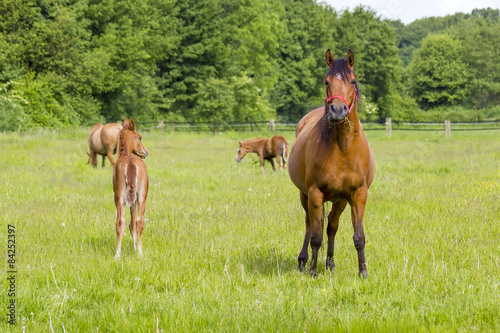 horses on a spring pasture